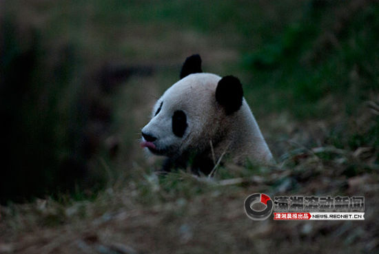  2011年11月3日，成都大熊猫繁育研究基地，3岁的亚成体熊猫妮妮5日将“空降”长沙。图/记者辜鹏博