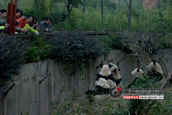  1月3日，成都大熊猫繁育研究基地，饲养员汤汤用竹竿为熊猫们送上苹果。 图/记者辜鹏博