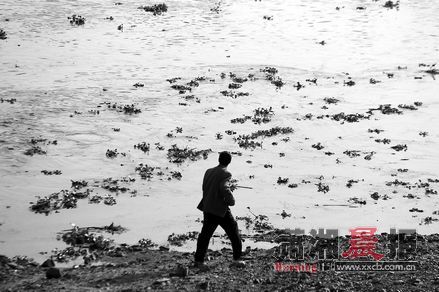 11月11日下午，浏阳河鸭子铺河段漂满水葫芦。摄影/刘有志