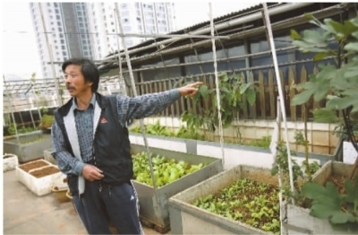 长沙一市民屋顶种菜十年 物业强制拆除菜园(图