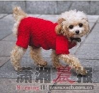  昨日，株洲街头，狗狗也穿上了毛线衣。图/记者周健