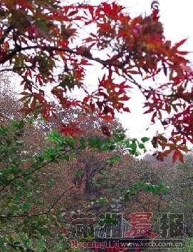  昨日，冷雨过后，爱晚亭旁的枫叶更加红艳。图/记者沈荣华