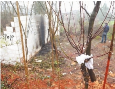  1月13日，长沙市金星大道，焚尸现场的墙边留下火烧过的痕迹，几双刑警用过的手套挂在树杈上。记者 龚磊摄