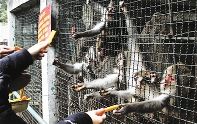 动物园管理员为猕猴采取了御寒措施，增加了投食量。熊威/摄 