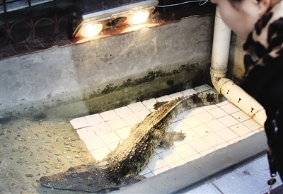 冬眠的鳄鱼用上了浴霸。熊威/摄 