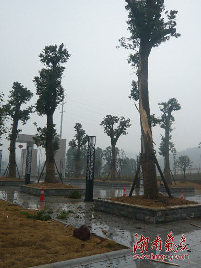 (湖南省气象预警中心大院内的树干被今年初雷从上到下劈掉了一层。陈静静 摄)