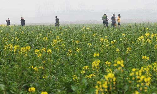 3月18日，桃花源旅游管理区桃花村的油菜地里，往年处于盛花期的油菜花受连续阴雨影响，只是零星开放。记者 刘尚文 摄
