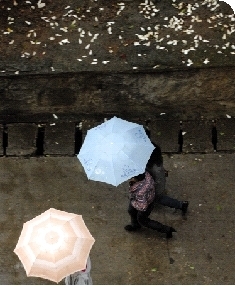  昨日，长沙韶山南路，市民打着雨伞走过落着花瓣的路面。图/记者陈勇