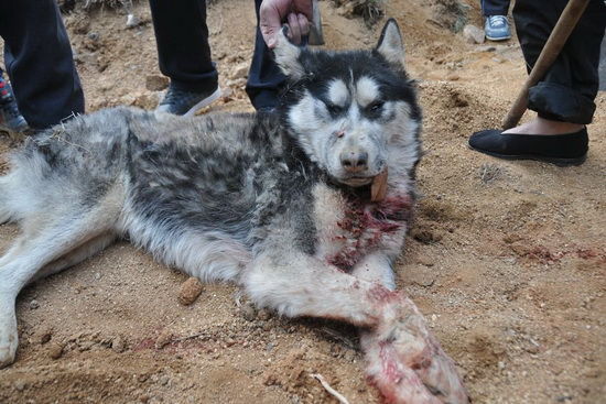 3月26日下午，山东省邹城市香城镇，这只疑似狼的动物在咬死了村民的一只鸡后，被警方击毙（齐鲁网 于鹏　摄）