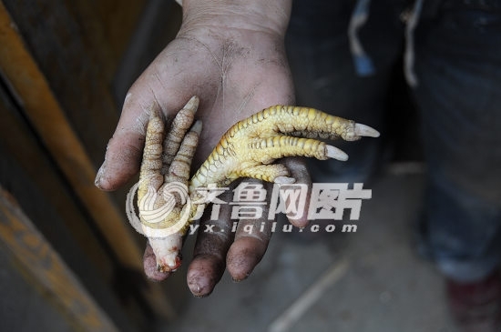 ２７日上午，邹城市香城镇张桃园村村民向记者展示自家被“疑似狼”咬死的鸡的残骸。（齐鲁网 于鹏　摄）