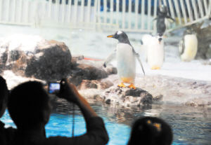 昨日，企鹅“可可”在企鹅馆玩耍。余志雄 摄
