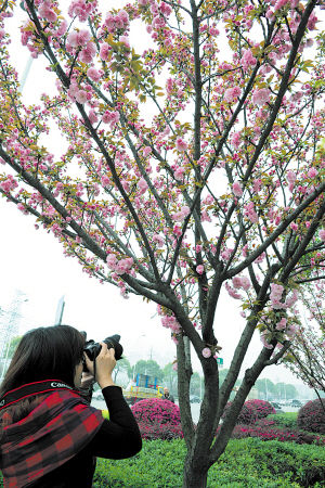 　　一拍客被盛开的樱花吸引。余志雄 摄