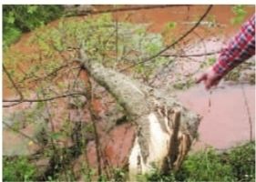 4月12日晚，一场大冰雹袭击了祁东县。大树被连腰折断的情形随处可见。记者 徐德荣 摄