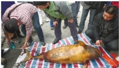 4月13日，岳阳市渔政站工作人员对死亡江豚进行体征勘察。
