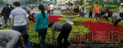 　昨日，贺龙体育中心南广场，很多市民不听劝搬走花坛中的花，甚至有人开私家车来搬。图/新浪网友将饮茶