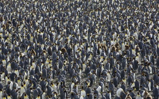 无数的帝企鹅聚集在南极洲南乔治亚岛的巢穴周围，其拥挤程度堪比中国的春运场景。