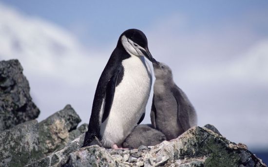 一只成年颊带企鹅在给它的幼崽喂食。
