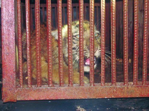 小老虎被关进笼内，随后送往动物园。