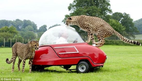 这辆红色的小型三轮电瓶车引起了两只3岁雄性猎豹的好奇
