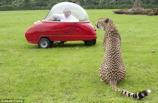 最终，猎豹对这个奇怪的“猎物”失去了兴趣，但临走前还不忘咬了电瓶车的轮胎一口