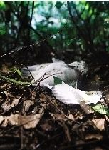 在湖边的灌木丛中，发现了一只死亡的白鹭。 本版图片/记者辜鹏博
