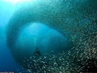 沙丁鱼群壮观迁徙景象：队形密集似发光墙壁