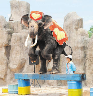 　　两吨重的大象在平衡木的表演中。