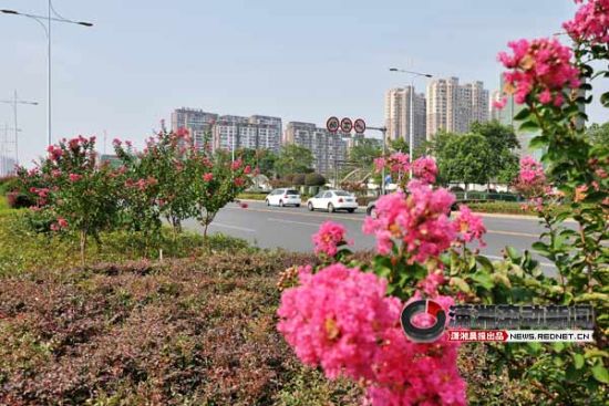 (5日，长沙芙蓉南路省政府东门的紫薇花盛开了。图/罗峰)