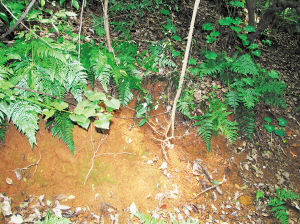 马王堆汉墓遗址小山上，到处是取土留下的痕迹，有的连树根都裸露出来。 莫瑜 李卓 摄影报道