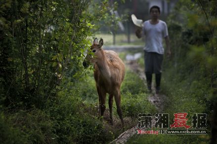 　9月1日，岳阳市君山区东洞庭湖国家级自然保护区采桑湖管理站，6个月后，小麋鹿体重已有70公斤。 