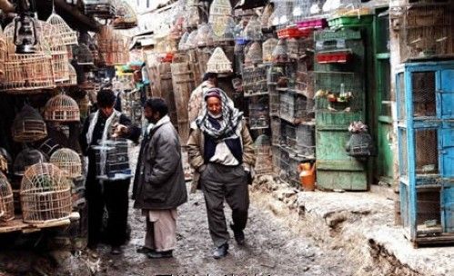 阿富汗首都喀布尔的鸟市场