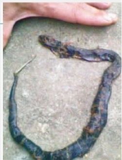  9月11日，捞刀河镇中岭村，被村民发现并打死的一条眼镜蛇，这条蛇约有四十厘米长。吴新亚供图