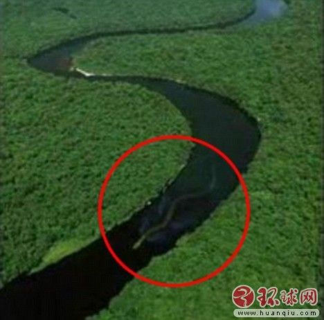 神秘巨蛇现身马来西亚 长达百英尺