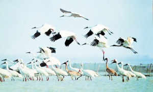 　白鹤，国家一级保护鸟类，全球仅存约3000只，95%以上长江中游越冬