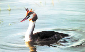 凤头鸊鷉。洞庭湖区较常见的越冬涉禽。