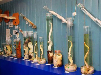 冰岛生殖器博物馆