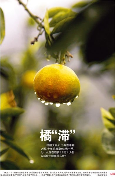  10月24日，常德石门县皂市镇，雨后的橘子上挂着水滴。石门是柑橘大县，近年来频遭丰年之困。　图/记者华剑