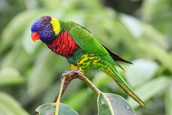世界上色彩最艳丽的七大鸟类(组图)