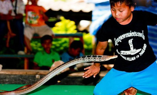 探秘泰国眼镜蛇村 人与蛇和谐相处之地(图)