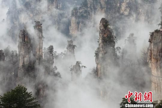 2012年3月30日，湖南张家界武陵源核心景区天子山出现罕见云海奇观，不断变幻的云雾缠绕在峰林中，让整个景区恍若仙境，令海内外游客叹为观止。 