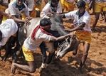 印度震撼的人牛大战
