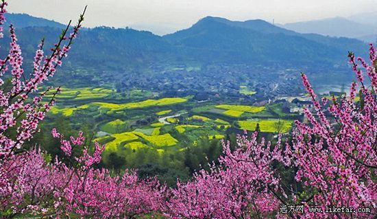 高椅古村被粉红的桃花、黄色的油菜花簇拥着 作者：李云防