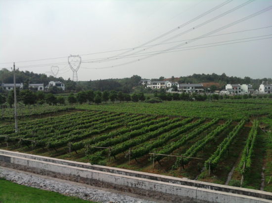 关山村的葡萄生产片，是该村农业生产主业，集中成片种植水平较高。