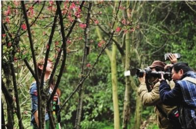 3月早春，湖南烈士公园，一群摄友在开满鲜花的石榴树下拍照。