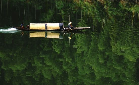 一艘小船从江面划过，沉浸在一片竹林映出的碧绿之中
