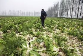 汉寿县近两万亩1.2亿斤包菜滞销烂在田里(图)