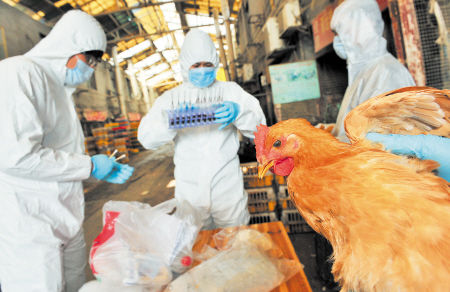 昨日下午，石马家禽批发市场，长沙市动物疫病预防控制中心技术人员正对市场内的鸡等禽类进行抽样检测。陈飞 摄