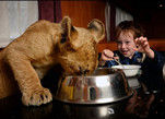 澳大利亚3岁驯兽师与幼狮同吃同玩