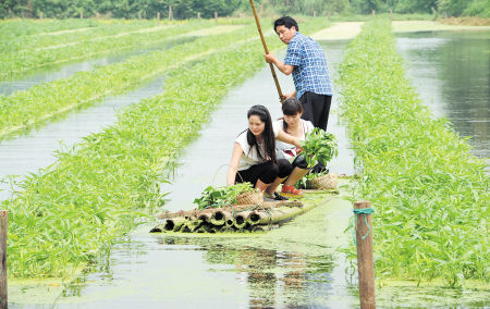 　　傅珍检种在渔塘水面上的空心菜长得梗肥叶绿，都市人划着竹排来摘菜。贺文兵 摄