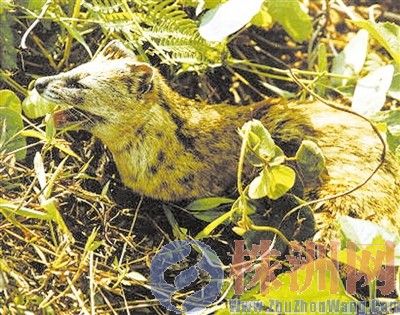 炎陵首次发现濒危物种斑林狸 被人误当宠物(图